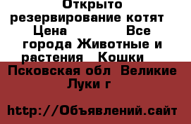 Открыто резервирование котят › Цена ­ 15 000 - Все города Животные и растения » Кошки   . Псковская обл.,Великие Луки г.